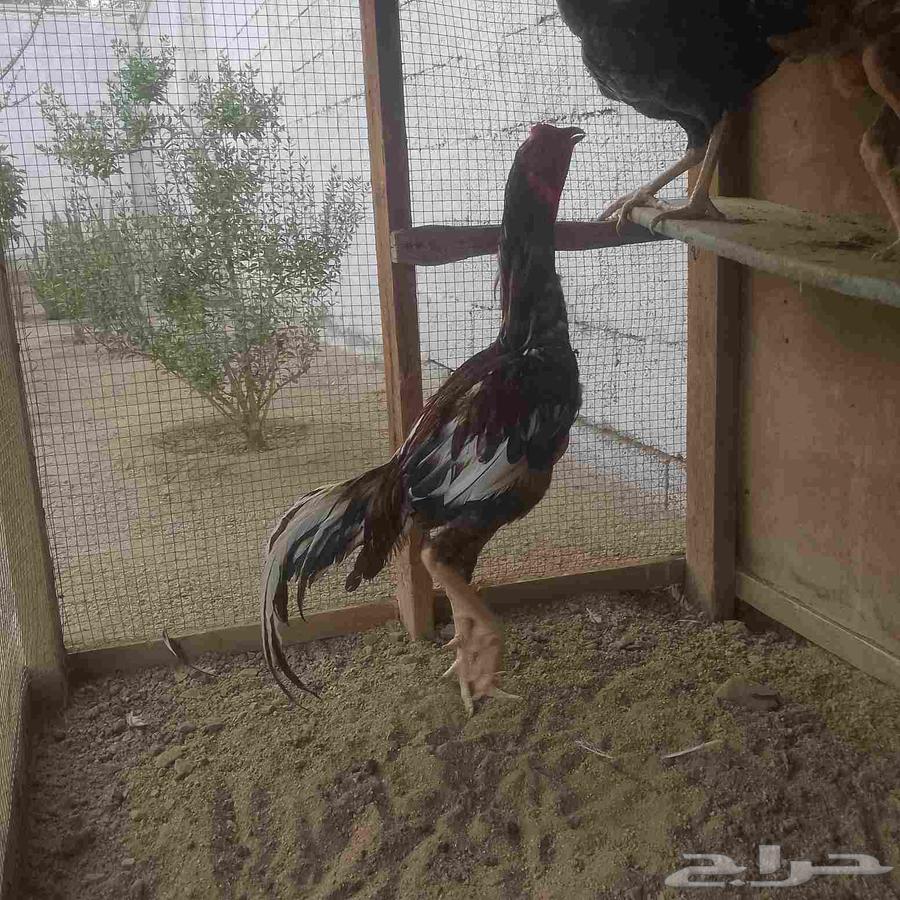 للبيع دجاج ديك باكستاني64559295106946113