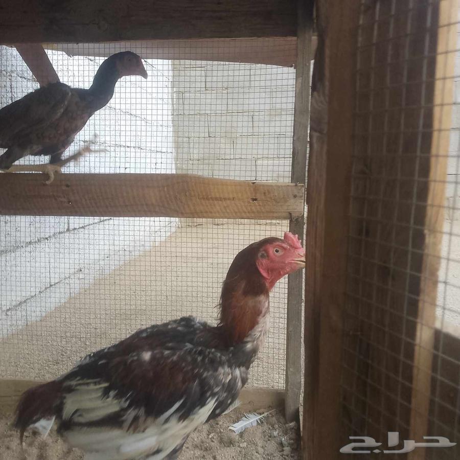 للبيع دجاج ديك باكستاني64559295106946110
