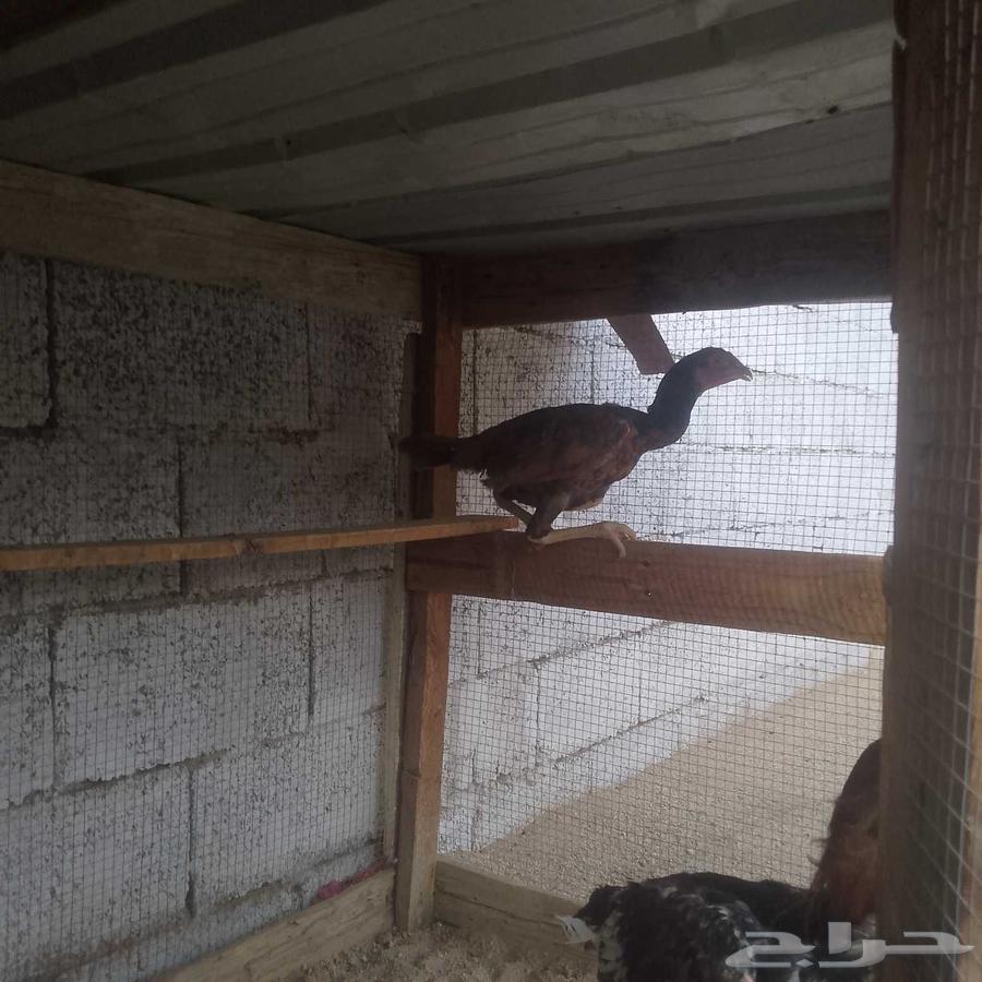 للبيع دجاج ديك باكستاني64559295106946111