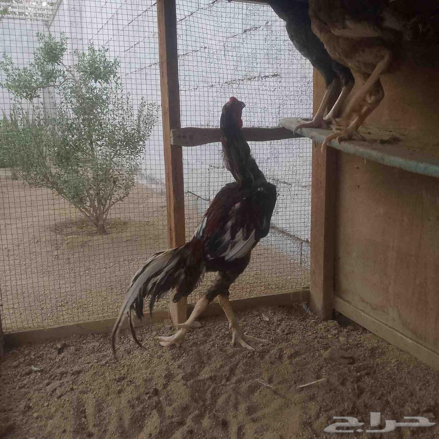 للبيع دجاج ديك باكستاني64559295106946114