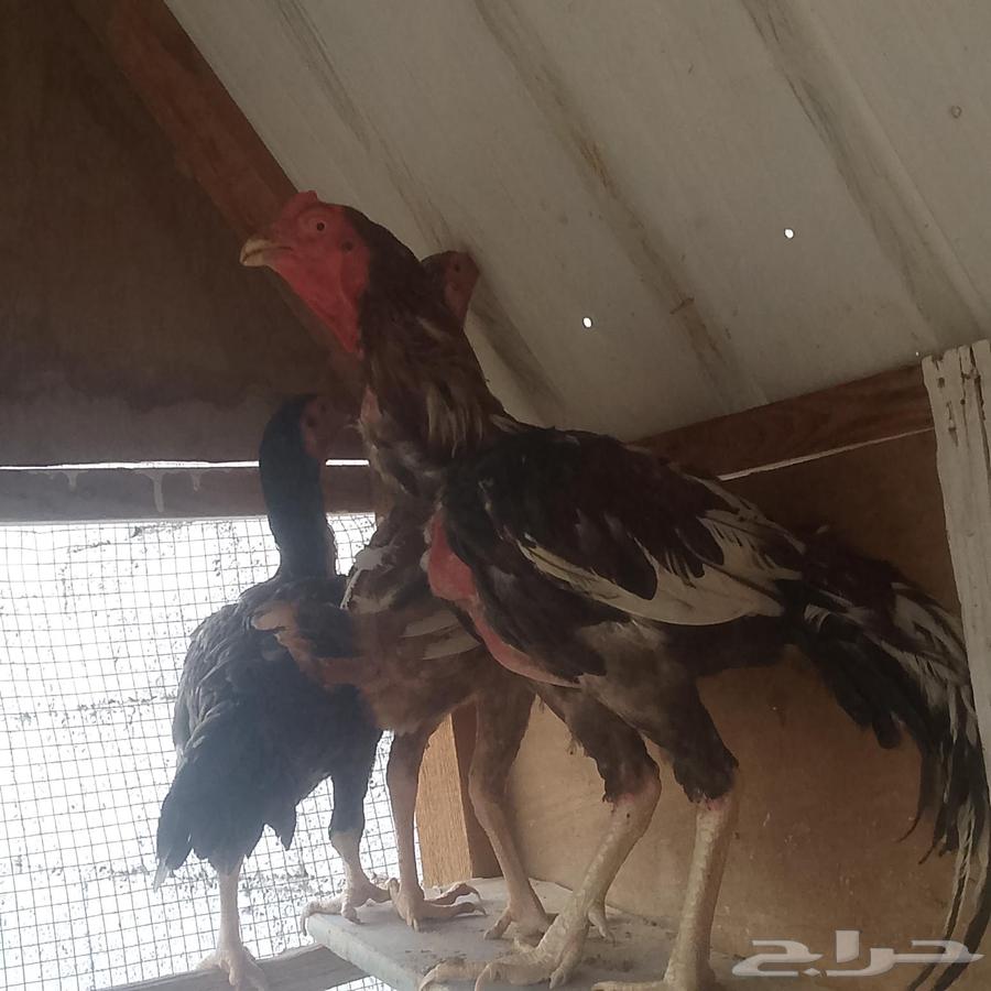 للبيع دجاج ديك باكستاني64559295106946112