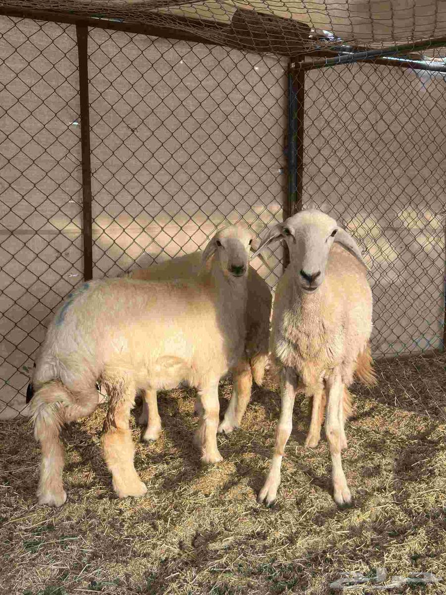 رخل حرشا ثنيه والد متاومه برخال 2 حريه64555545897729111