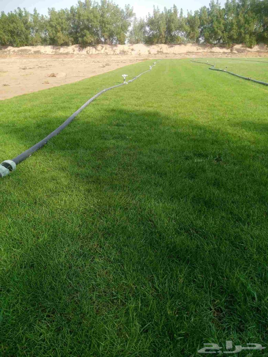 لبيع نجيله طبيعيه خضراء64555687250690113