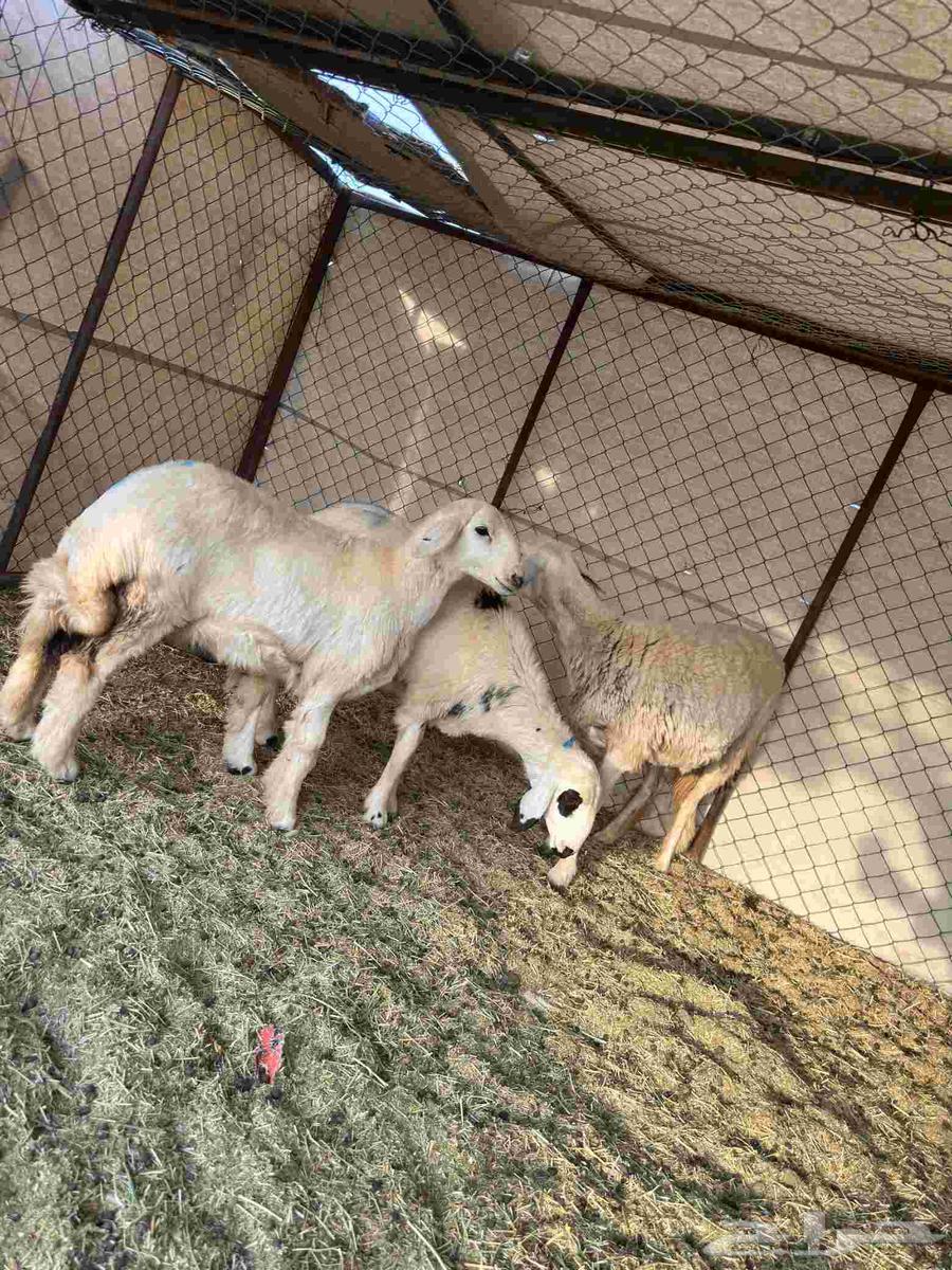 رخل حرشا ثنيه والد متاومه برخال 2 حريه64555545897729112