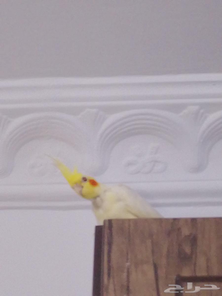 طيور كروان64559911398531110