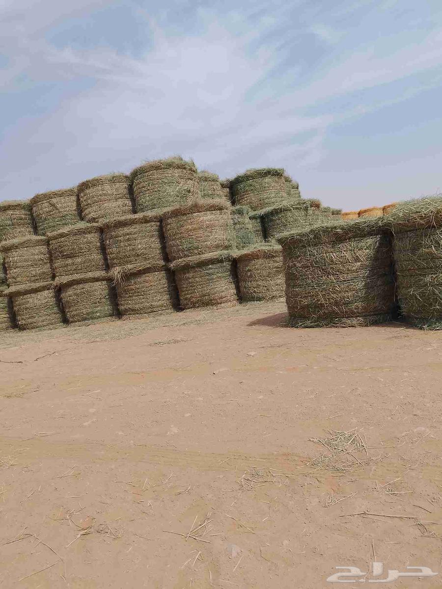 السلام عليكم لفات رودس جديد ناعم طيب المذنب64561135879426113