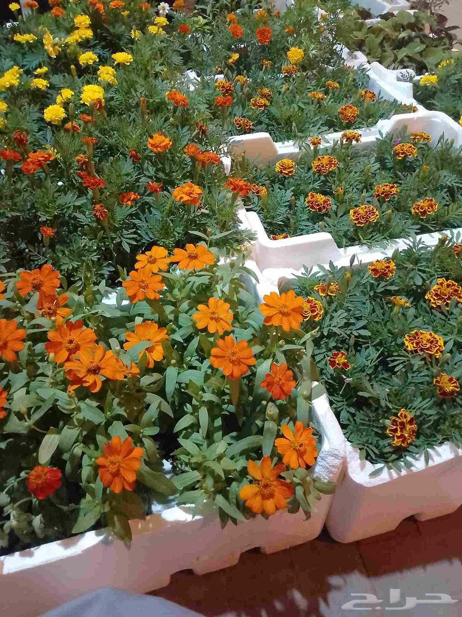 تنسيق حدائق وزراعه التيل وتركيب شبكة الري64152769452546112