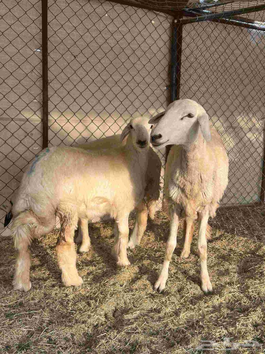 رخل حرشا ثنيه والد متاومه برخال 2 حريه64555545897729113