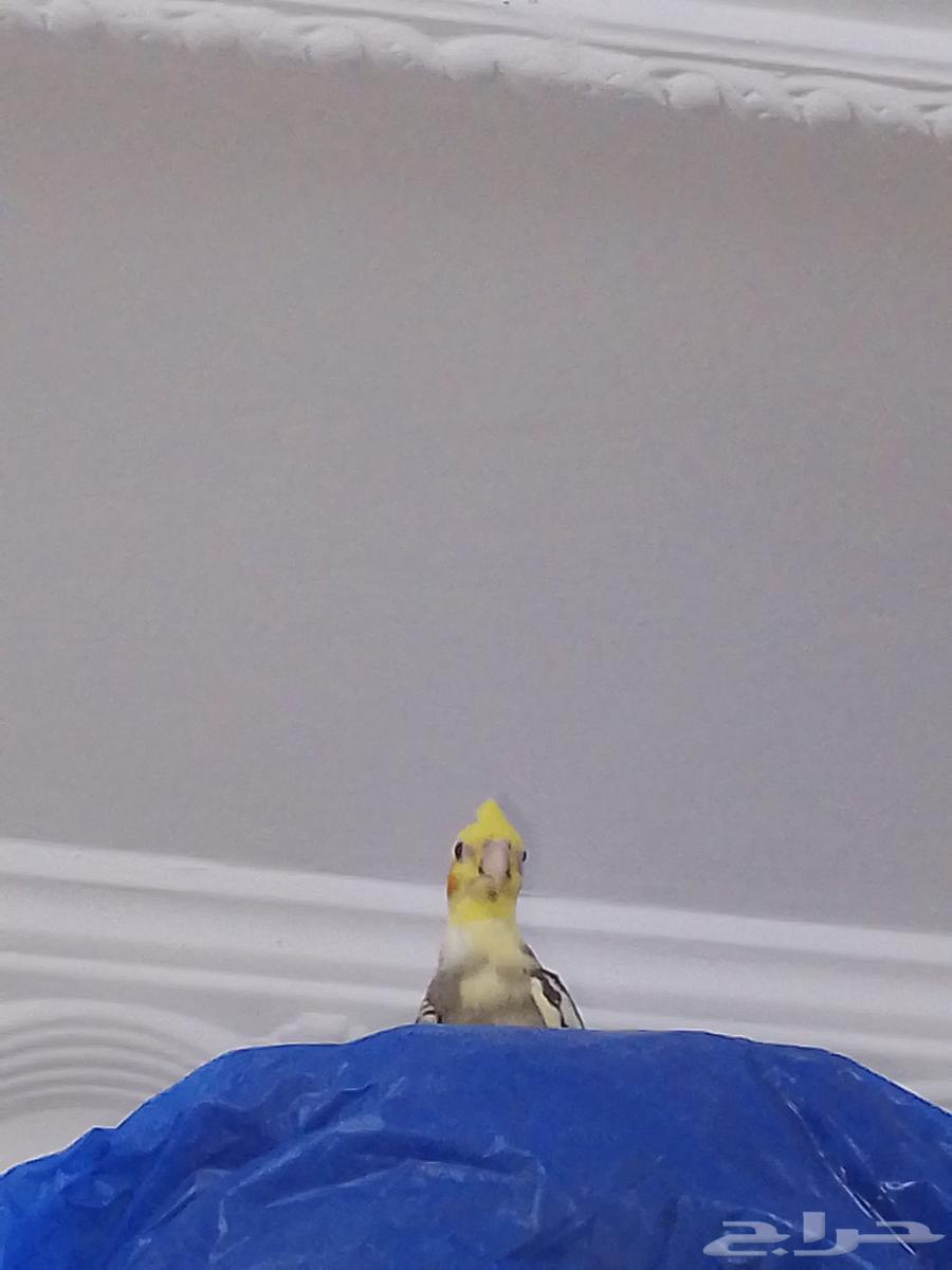 طيور كروان64559911398531111