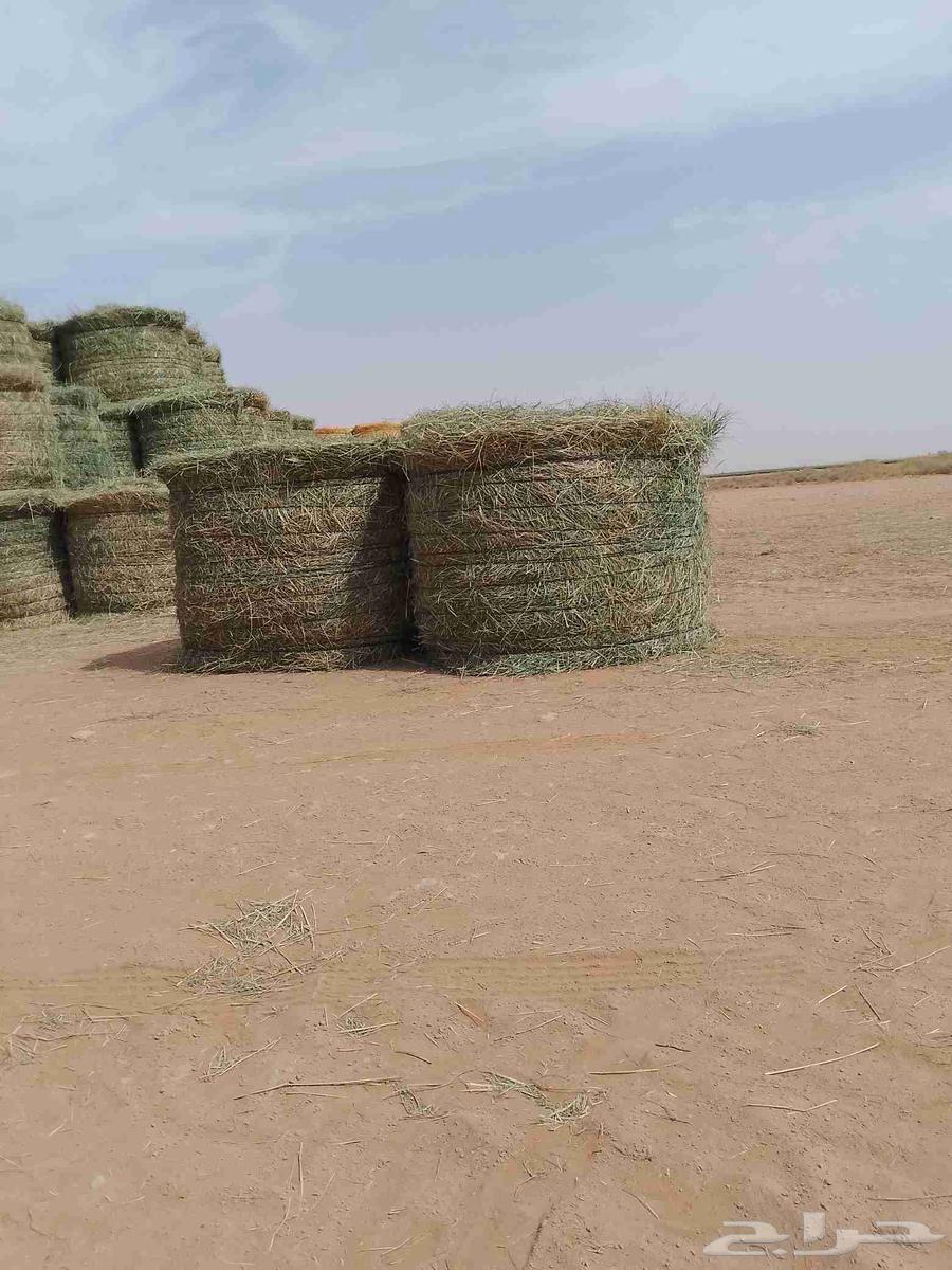 السلام عليكم لفات رودس جديد ناعم طيب المذنب64561135879426112