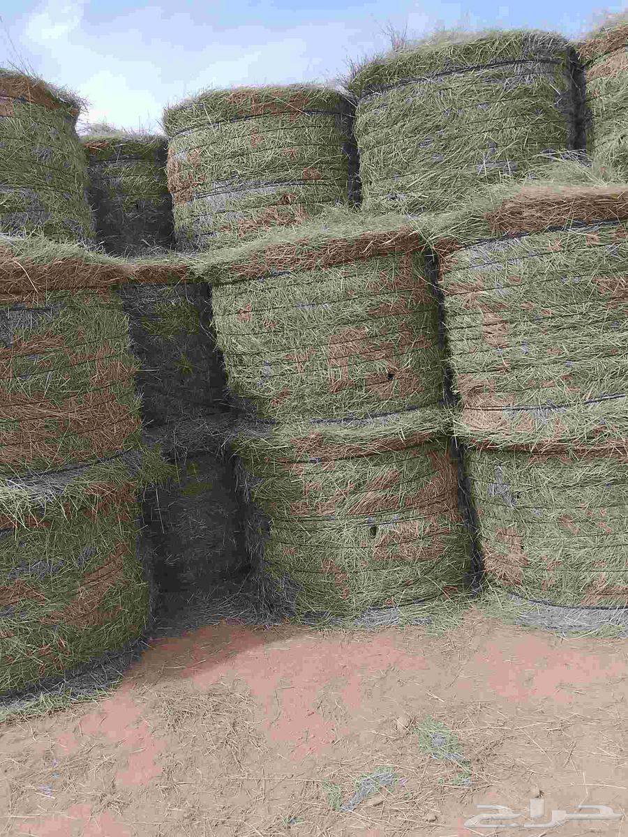 السلام عليكم لفات رودس جديد ناعم طيب المذنب64561135879426111