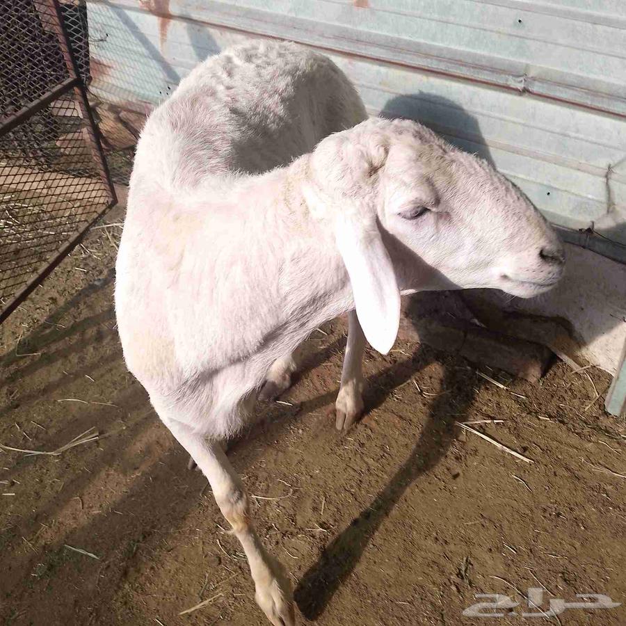 I present to you a purebred stallion, second year, premium class64559393456643113