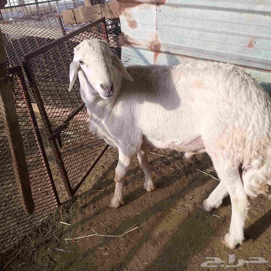 I present to you a purebred stallion, second year, premium class64559393456643114