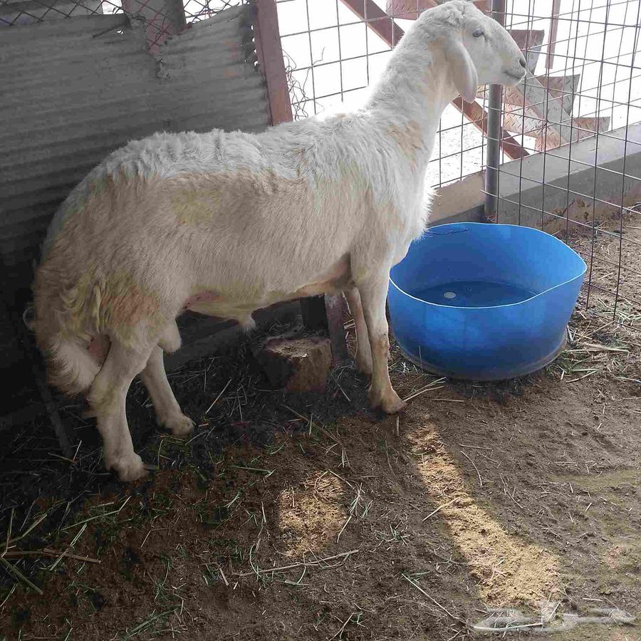 I present to you a purebred stallion, second year, premium class64559393456643112