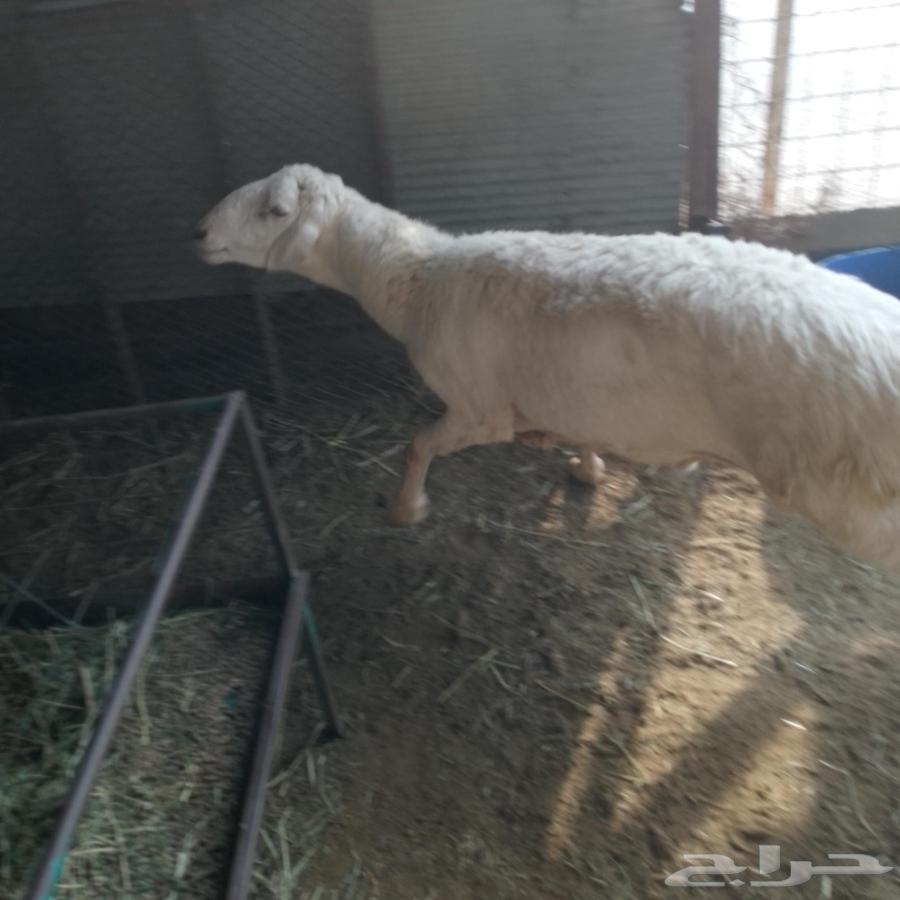 I present to you a purebred stallion, second year, premium class64559393456643110