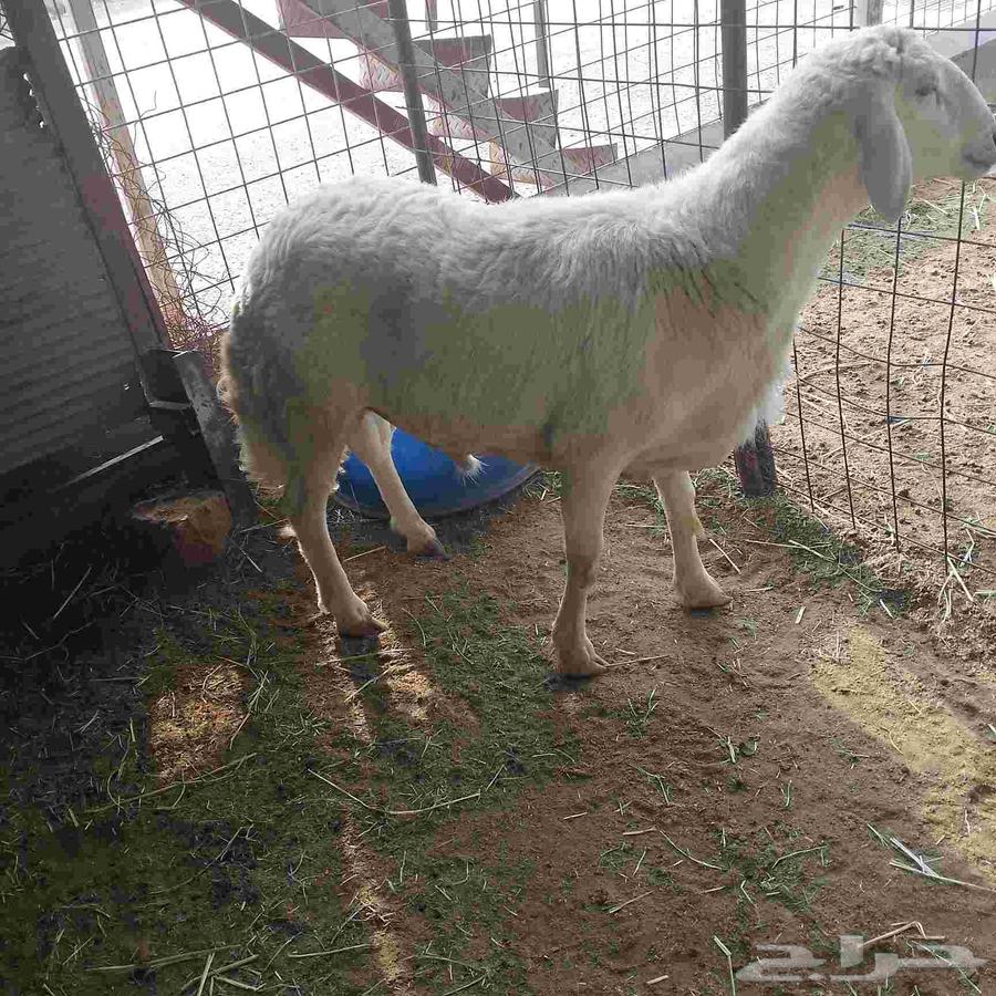 I present to you a purebred stallion, second year, premium class64559393456643111