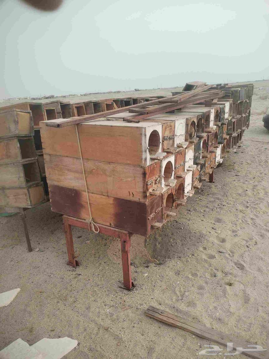 خلايا صناديق نحل64555927903747114