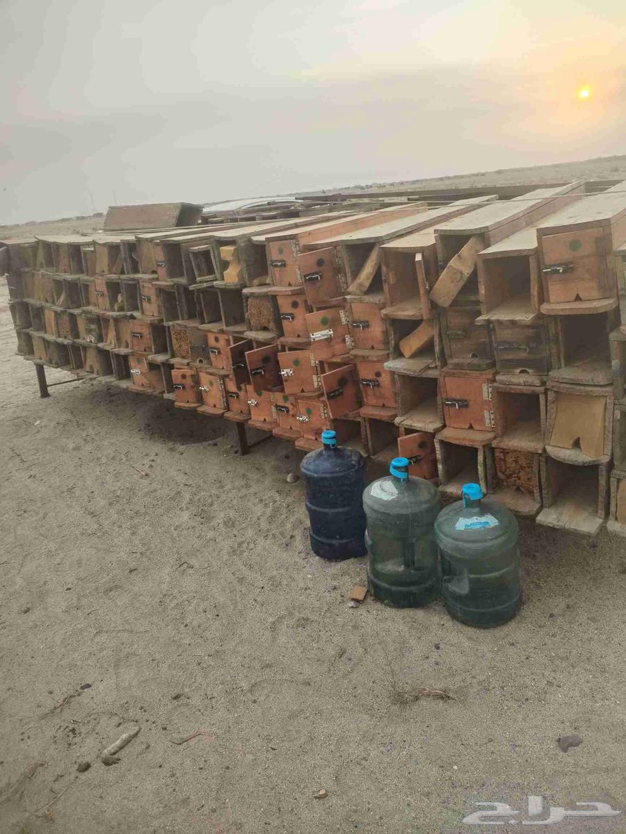 خلايا صناديق نحل64555927903747111