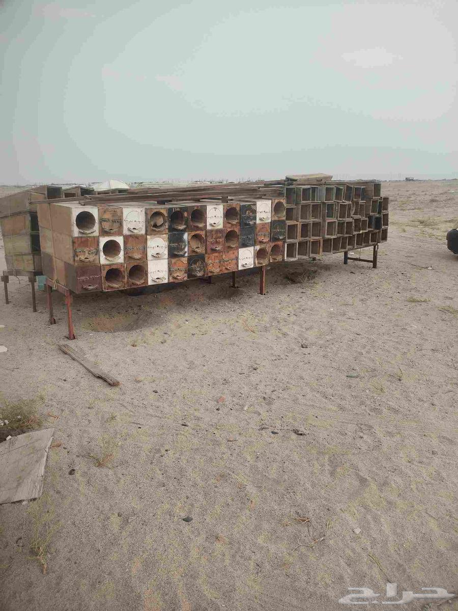 خلايا صناديق نحل64555927903747112