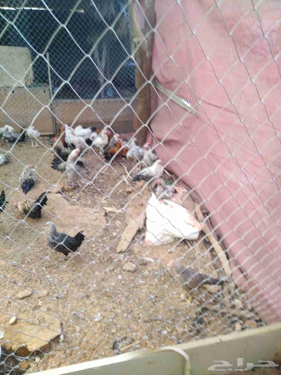 دجاج وديوك للبيع64556240638977112