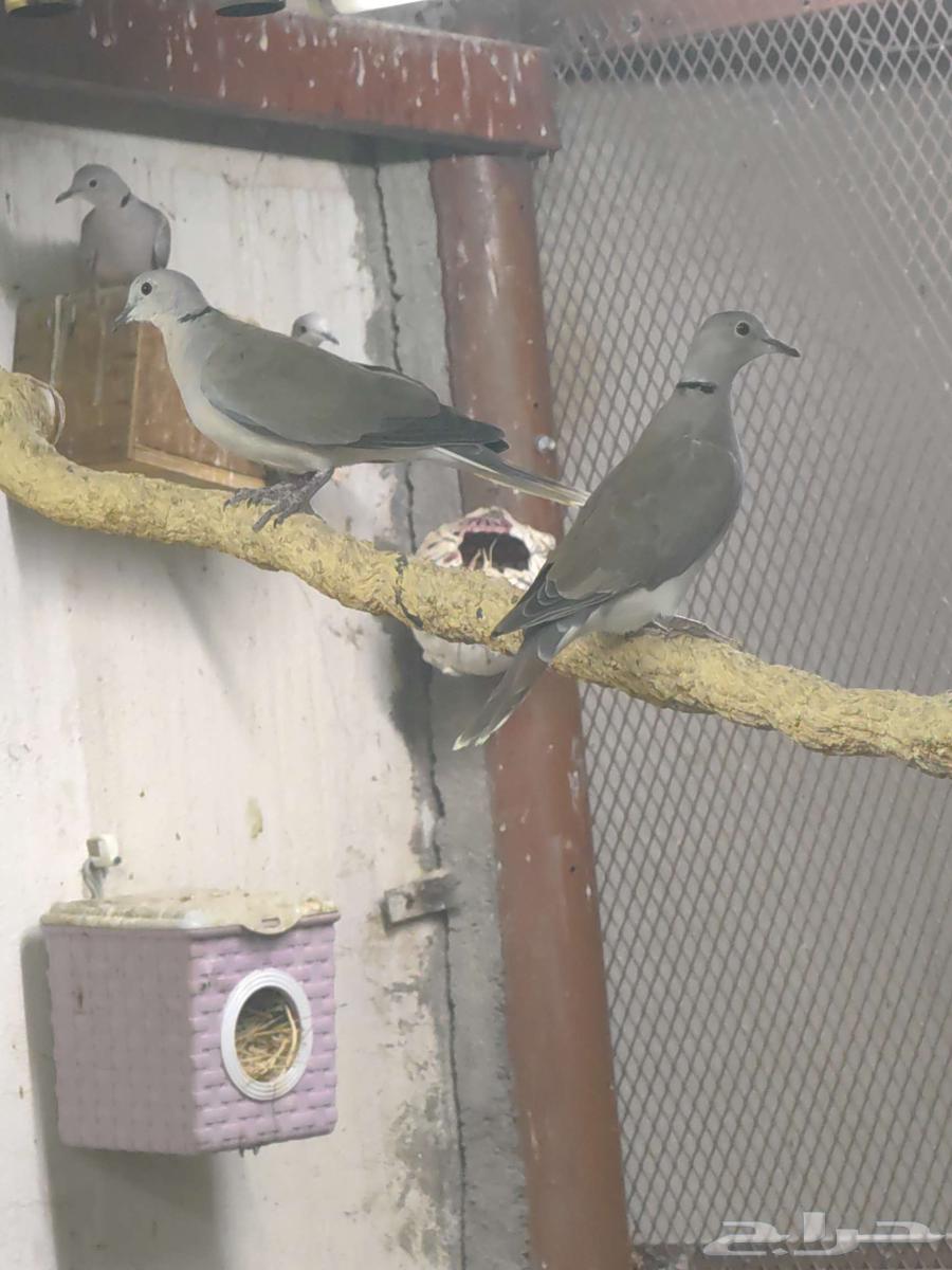 يمام ابو طوق64555899580930110