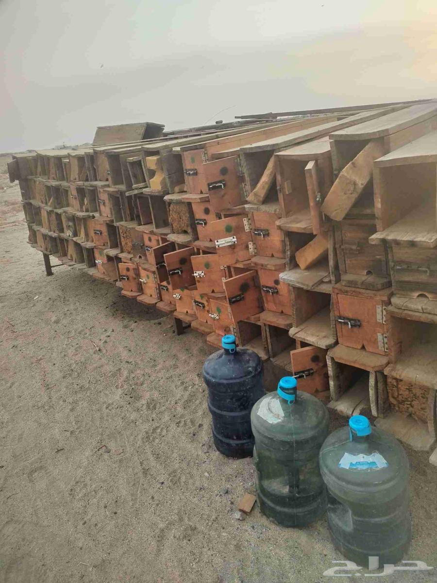 خلايا صناديق نحل64555927903747110