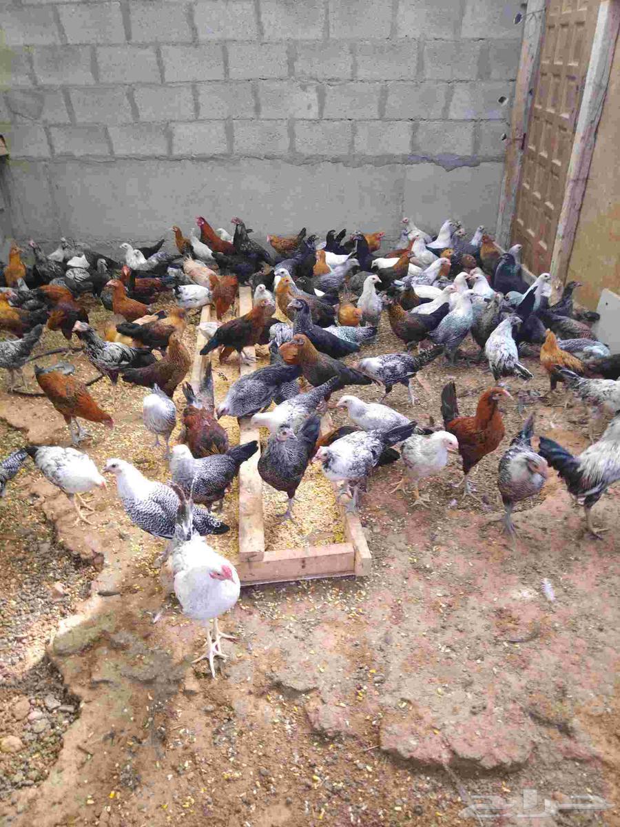 دجاج وديوك للبيع64556240638977110