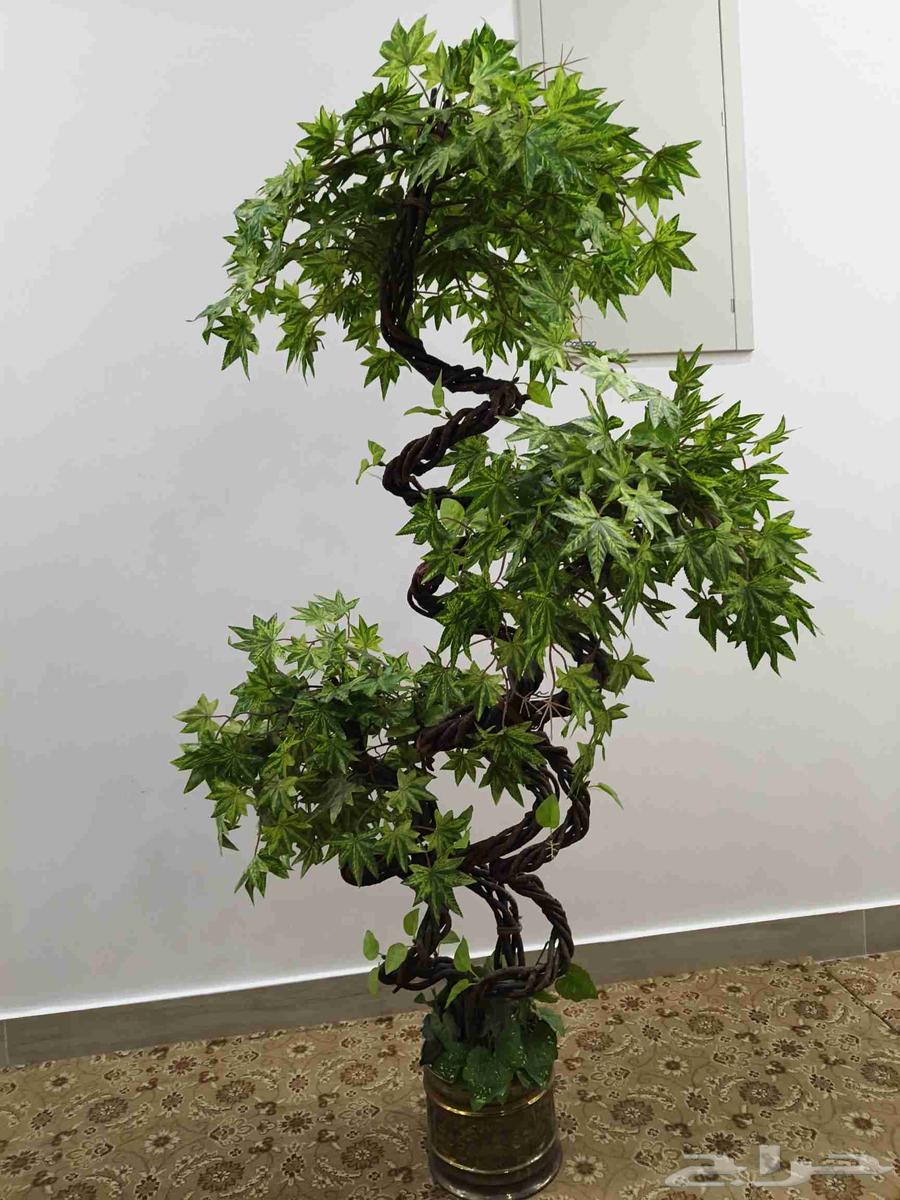 مساند تراثية حجازية قديمة عمرها اكثر من 50 سنة64558544564993113