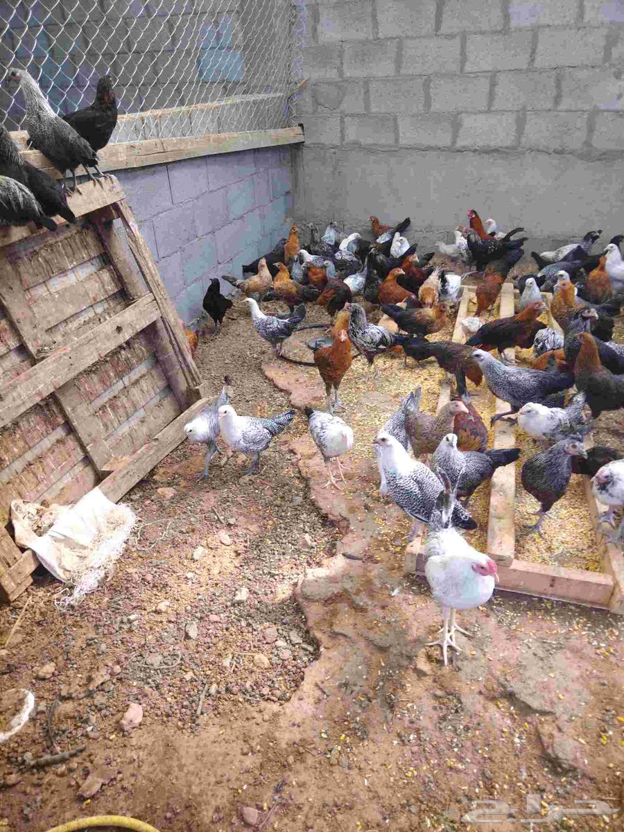 دجاج وديوك للبيع64556240638977111