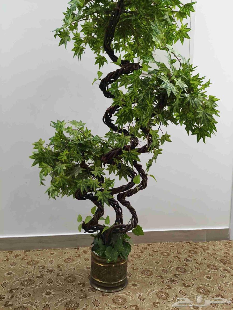 مساند تراثية حجازية قديمة عمرها اكثر من 50 سنة64558544564993114