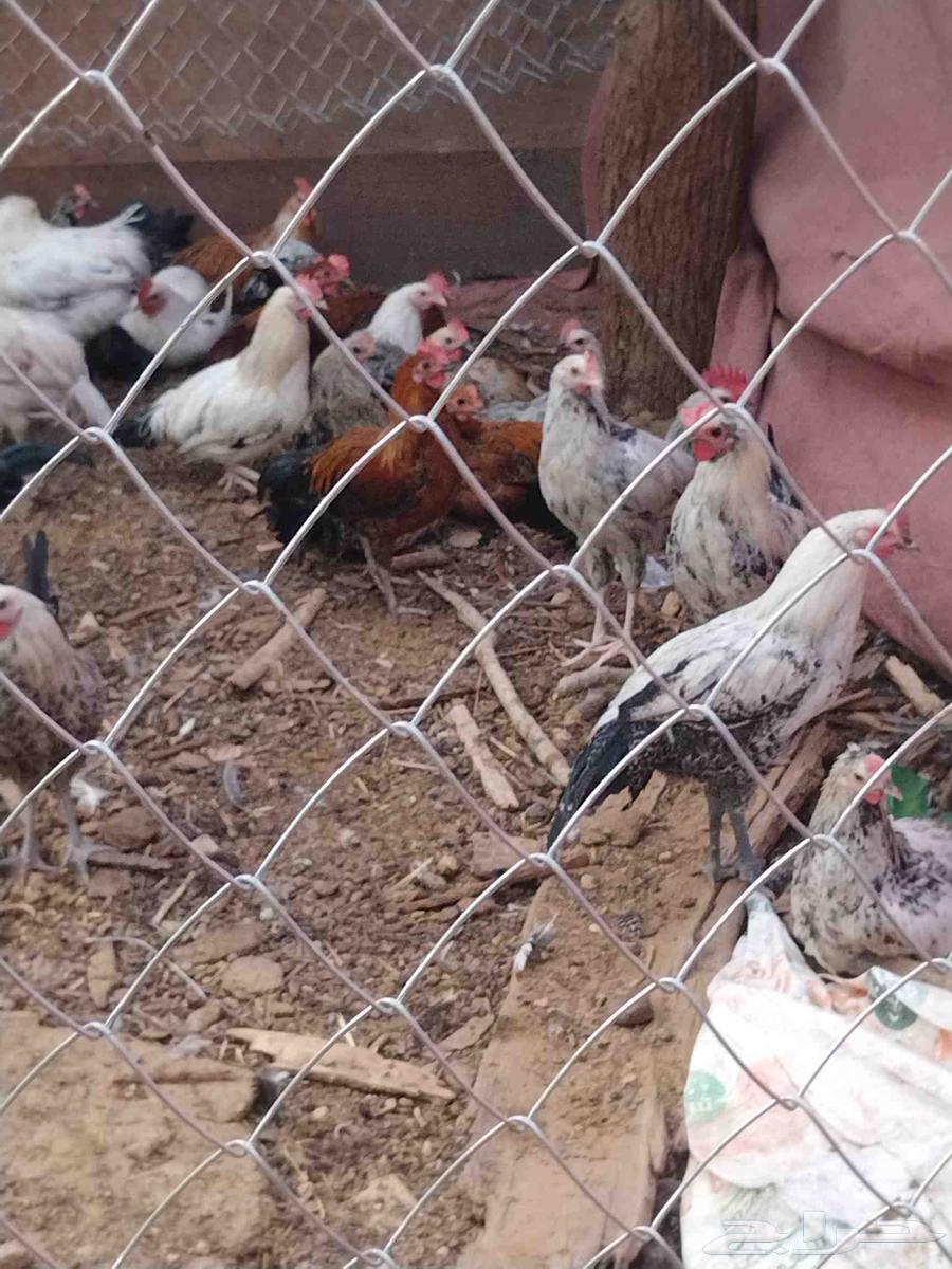 دجاج وديوك للبيع64556240638977113
