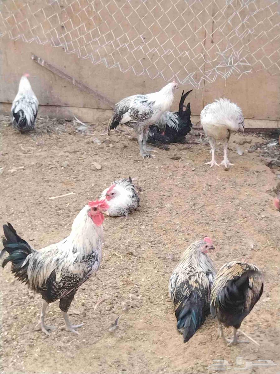 دجاج وديوك للبيع64556240638977114