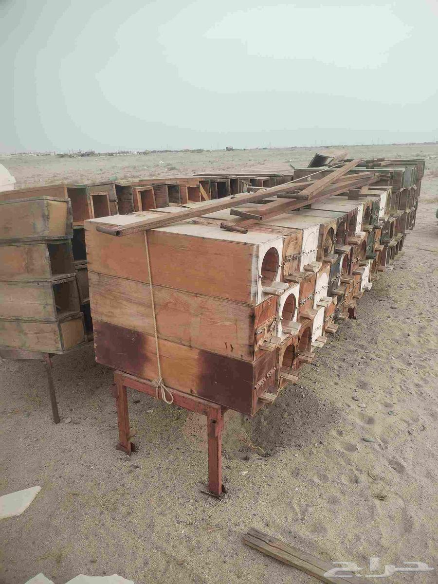 خلايا صناديق نحل64555927903747113