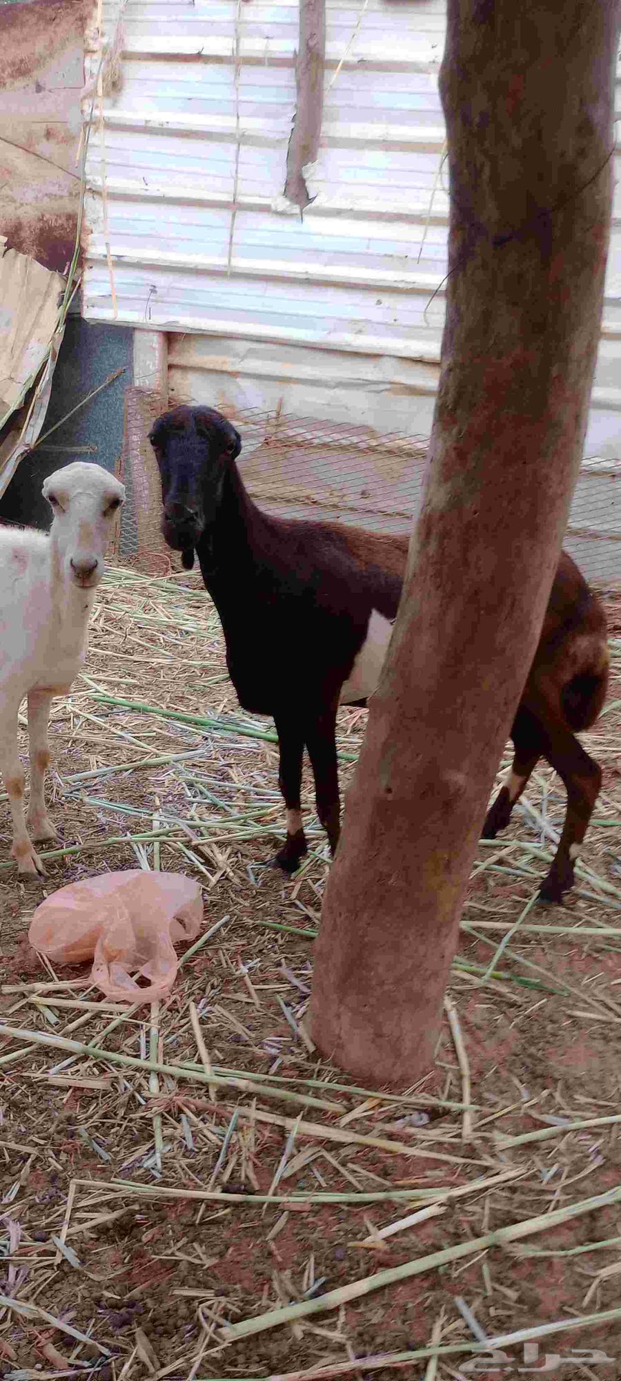 نعجه للبيع64559126666881111