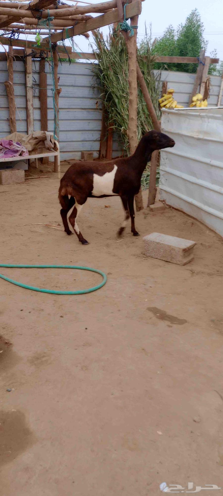 نعجه للبيع64559126666881110