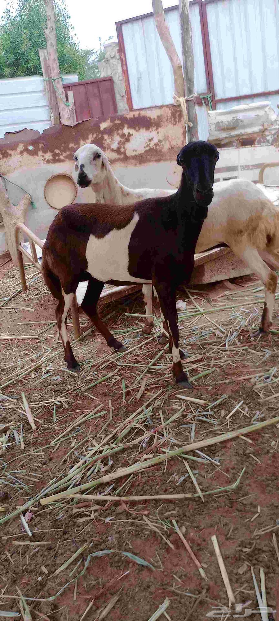 نعجه للبيع64559126666881114