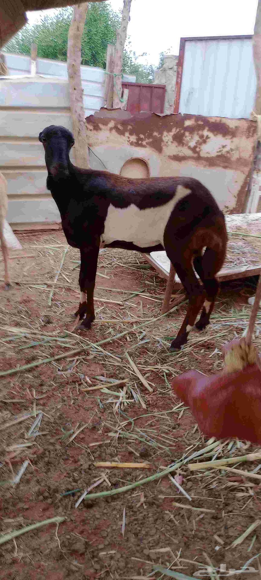 نعجه للبيع64559126666881113