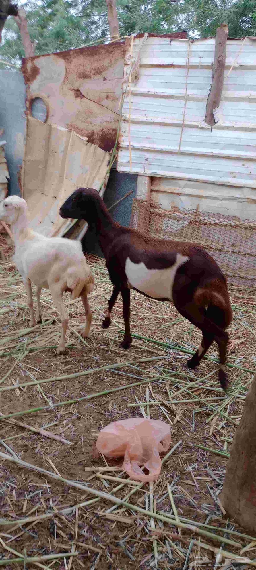 نعجه للبيع64559126666881112