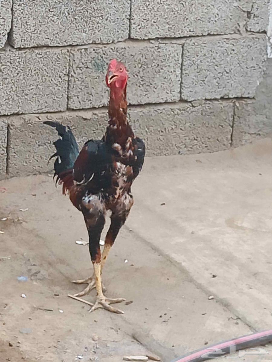 ديك شاموه اللون أحمر. وديك باكستاني اللون ابيض .64560248666370113