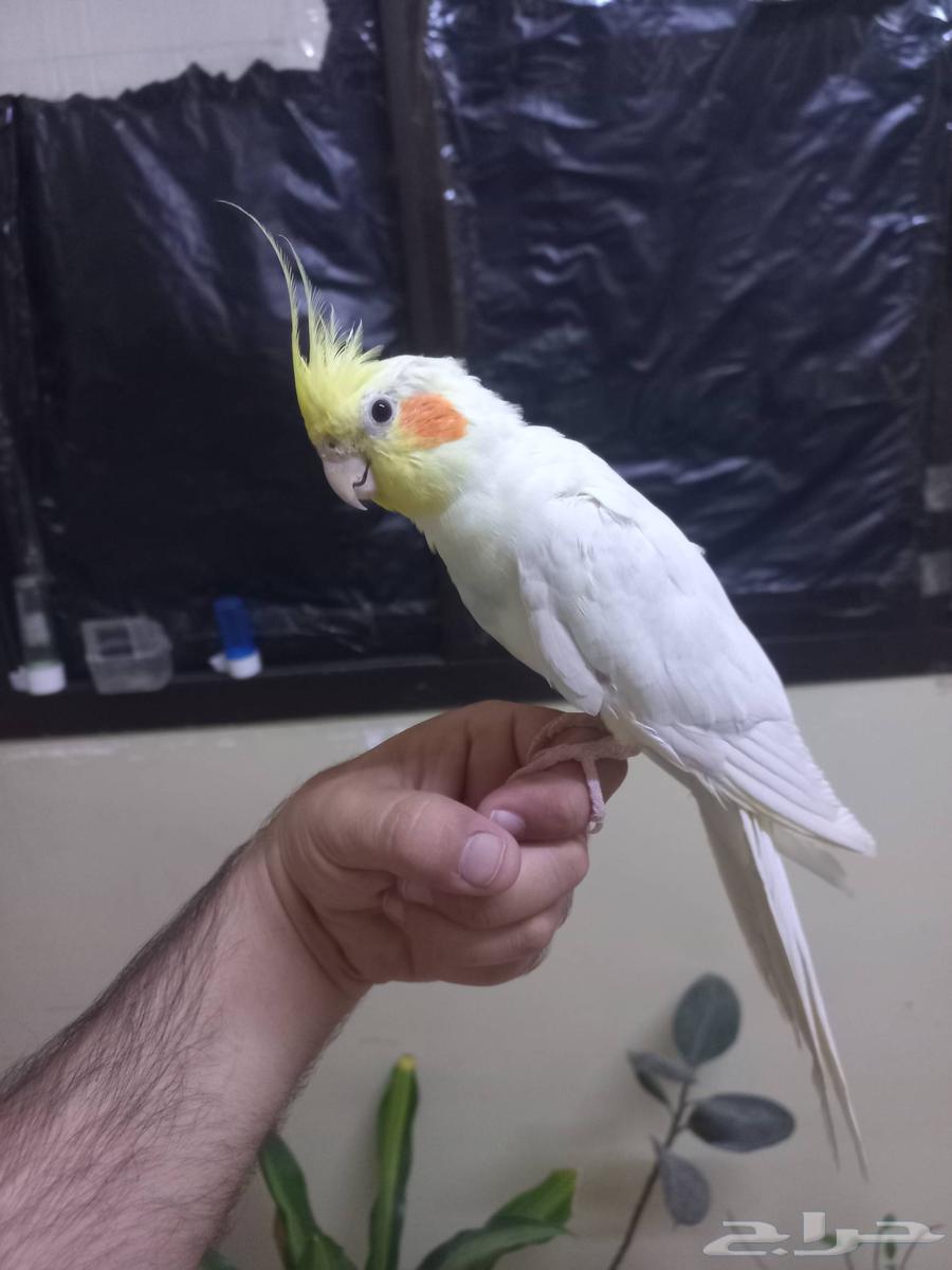 كروان لاتينو أليف(تم البيع)64560642439683110