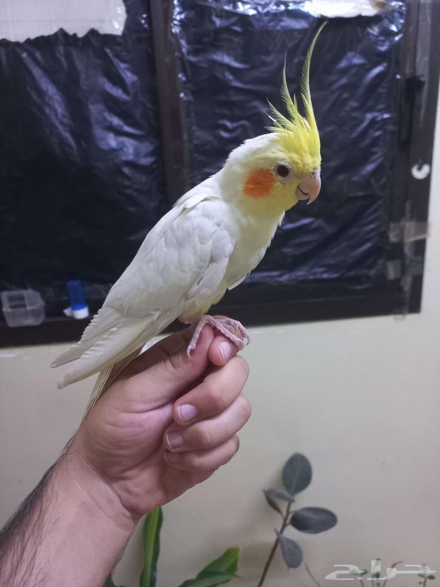 كروان لاتينو أليف(تم البيع)64560642439683112