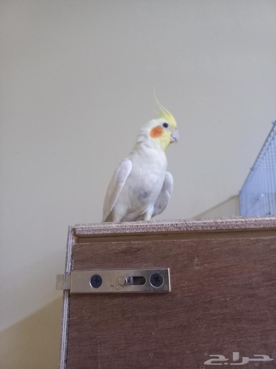 كروان لاتينو أليف(تم البيع)64560642439683111