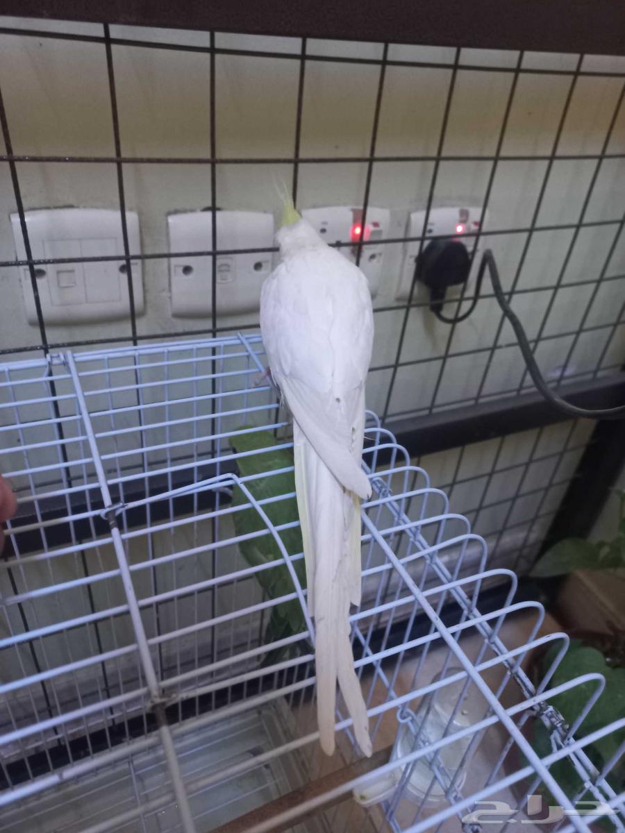 كروان لاتينو أليف(تم البيع)64560642439683113