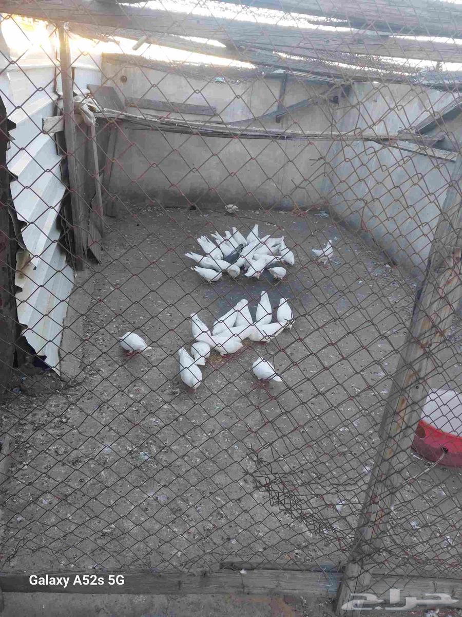 حمام فرنسي للبيع 25 زوج64560670403457110