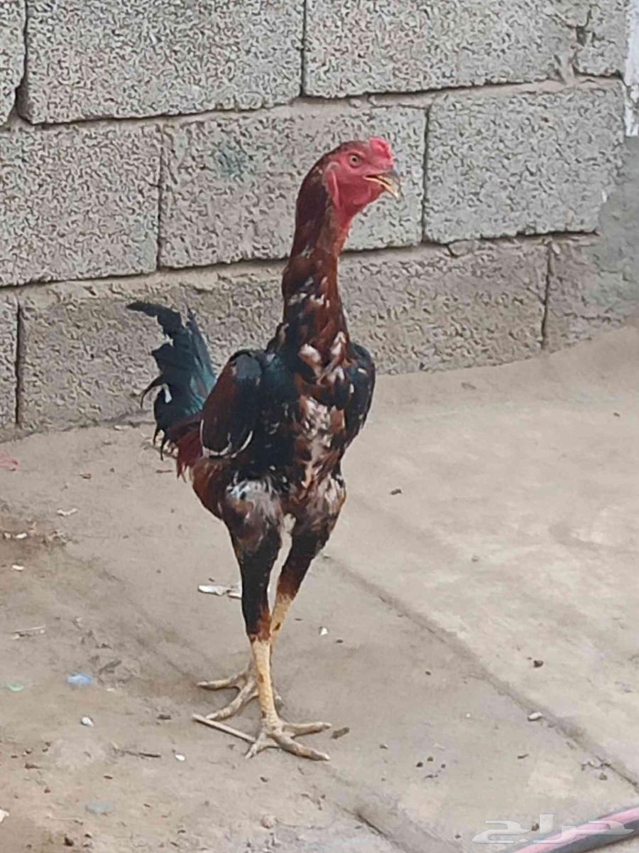 ديك شاموه اللون أحمر. وديك باكستاني اللون ابيض .64560248666370114