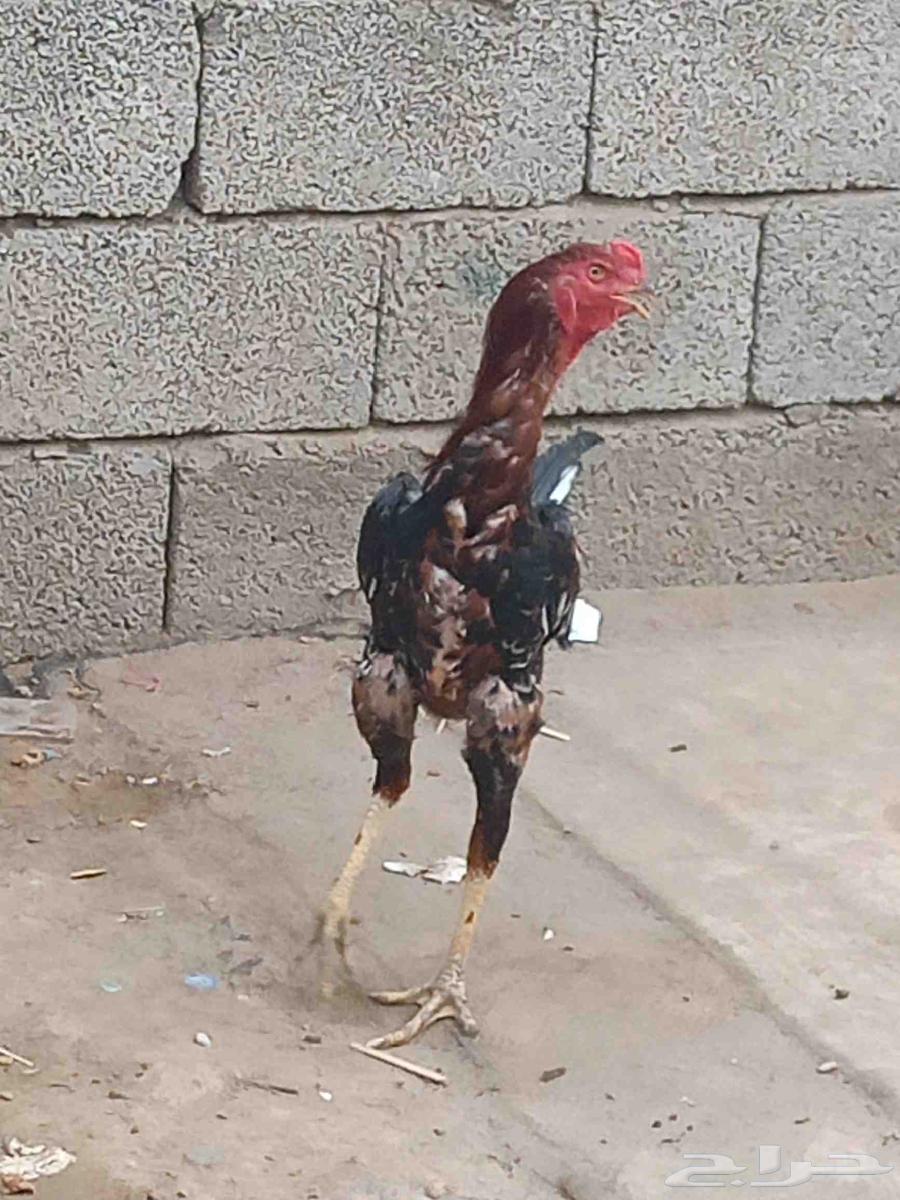 ديك شاموه اللون أحمر. وديك باكستاني اللون ابيض .64560248666370112