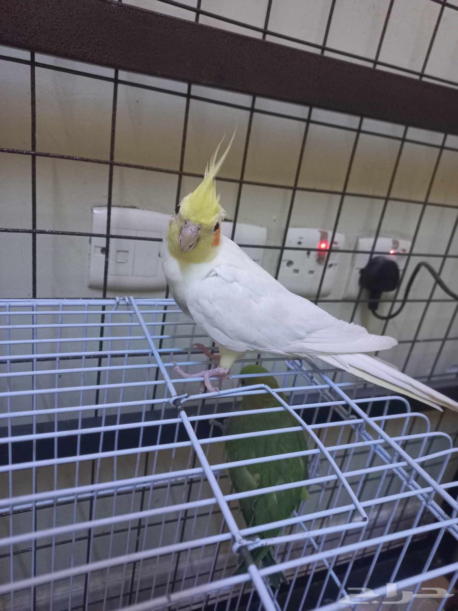 كروان لاتينو أليف(تم البيع)64560642439683114