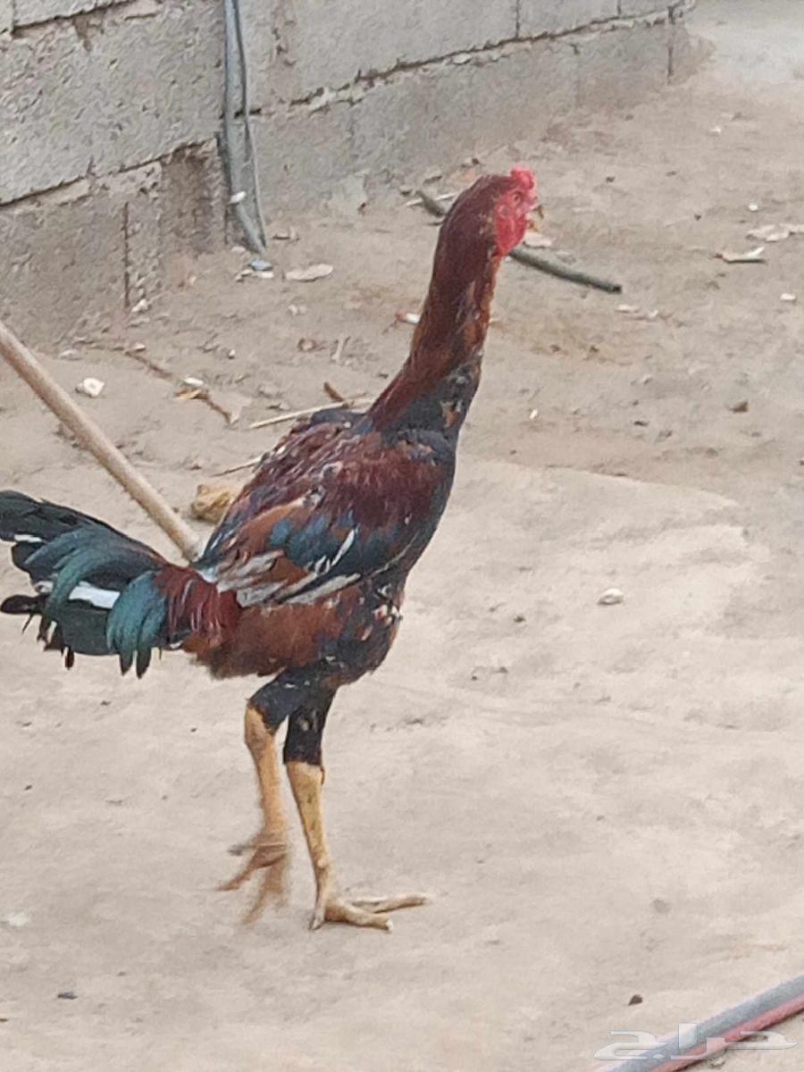 ديك شاموه اللون أحمر. وديك باكستاني اللون ابيض .64560248666370111