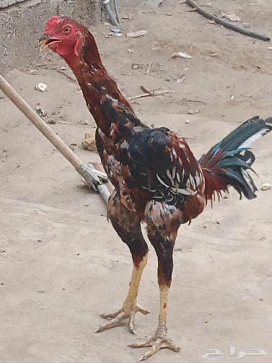 ديك شاموه اللون أحمر. وديك باكستاني اللون ابيض .64560248666370110