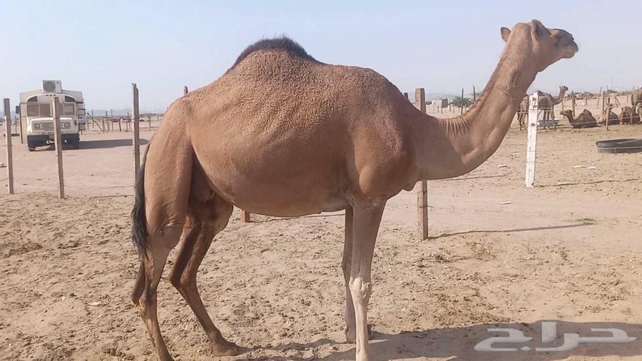 ناقه على ضراب سنها سدس64561107194881113